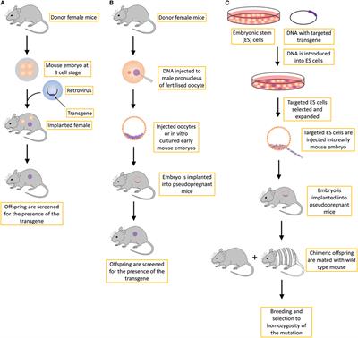 Transgenic Mouse Models in Cancer Research